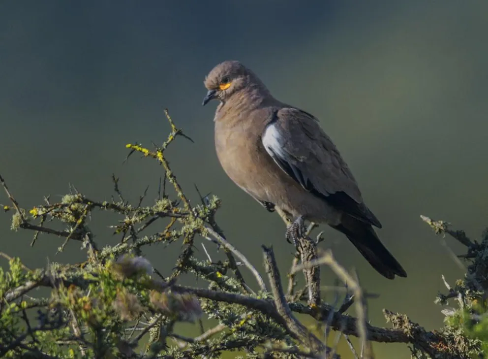 Parque Nacional Fray Jorge cuenta con un tercio de las aves del país