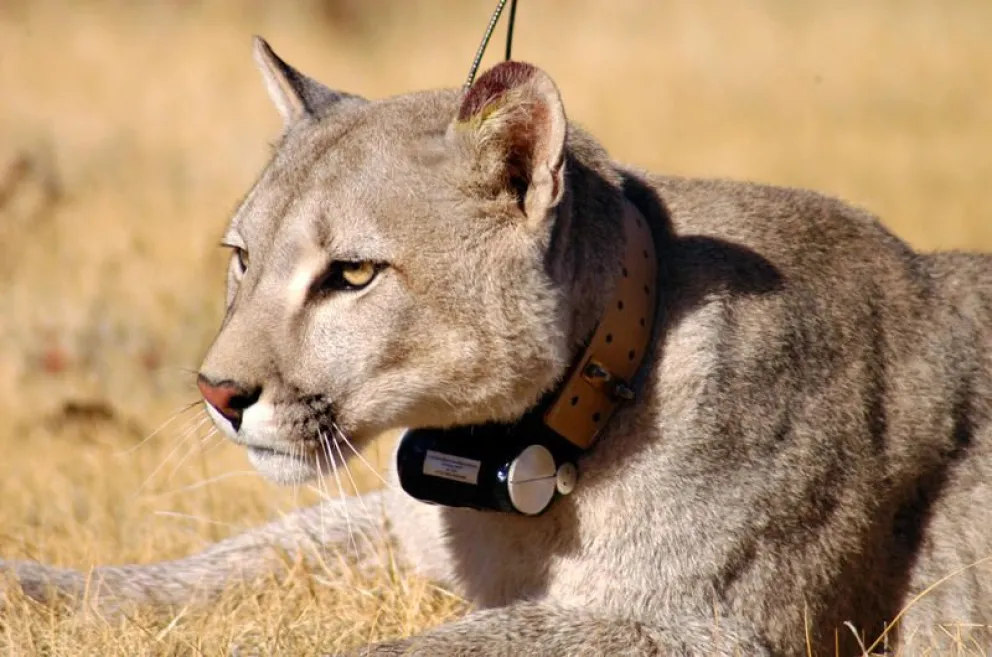 Con tecnología de punta el SAG monitorea al puma
