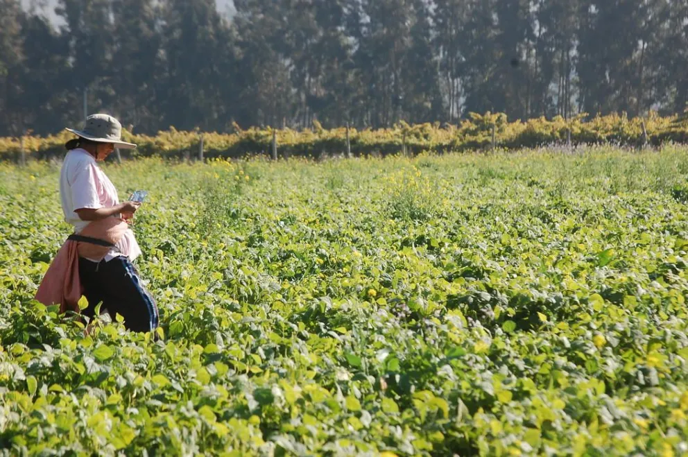 Confusión genera en el agro aplicación de medida del gobierno sobre horario punta