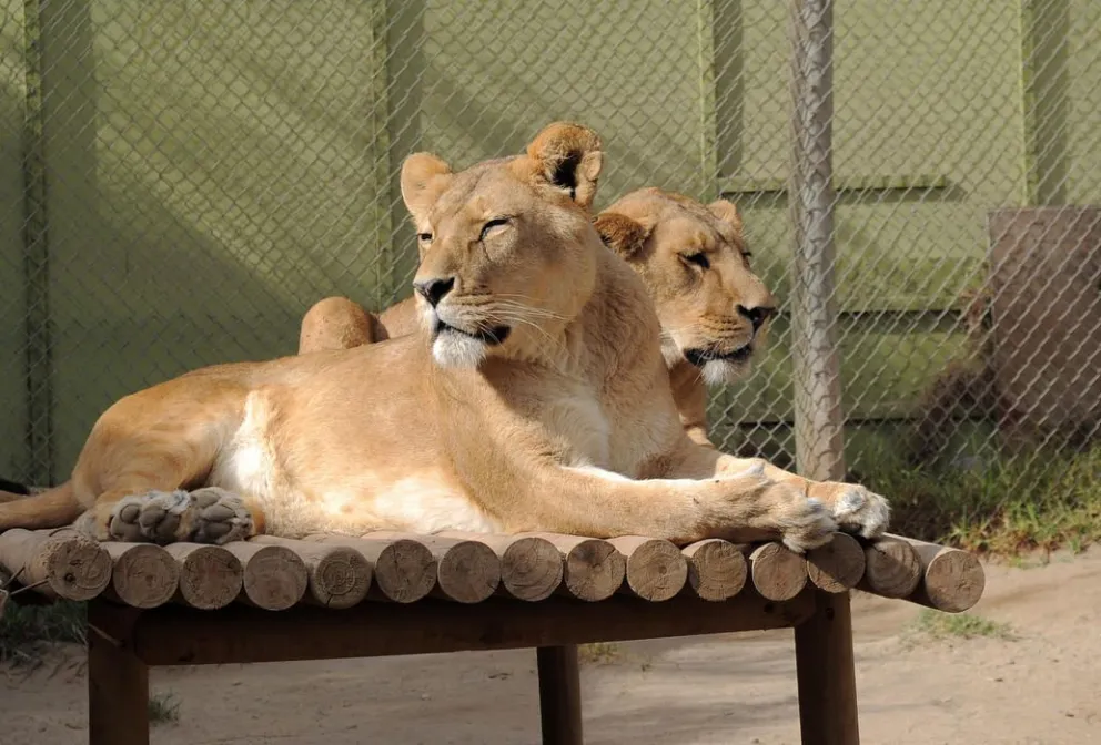 En zoológico local aseguran que cumplen con medidas de seguridad ante emergencias