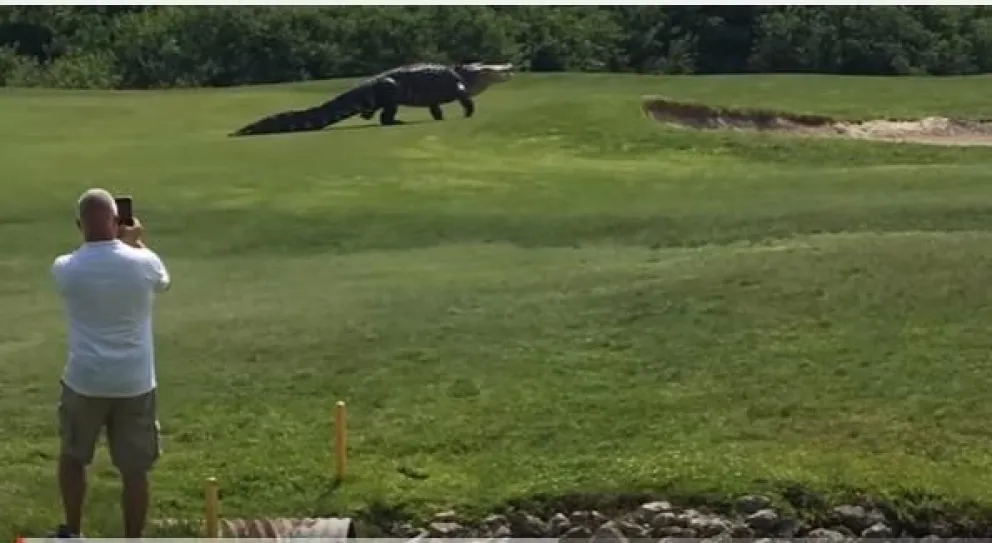 [VIDEO] Cocodrilo gigante invade una cancha de golf en Estados Unidos