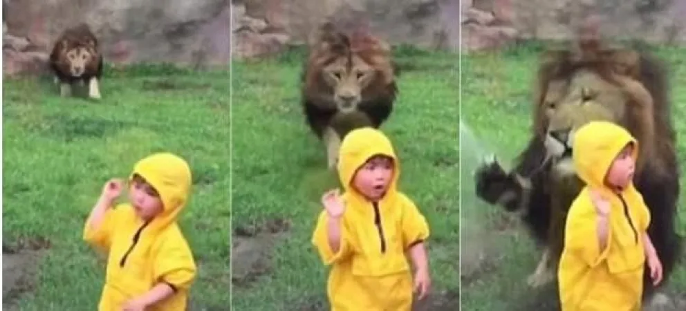 [VIDEO] León choca con un vidrio tras atacar a un niño