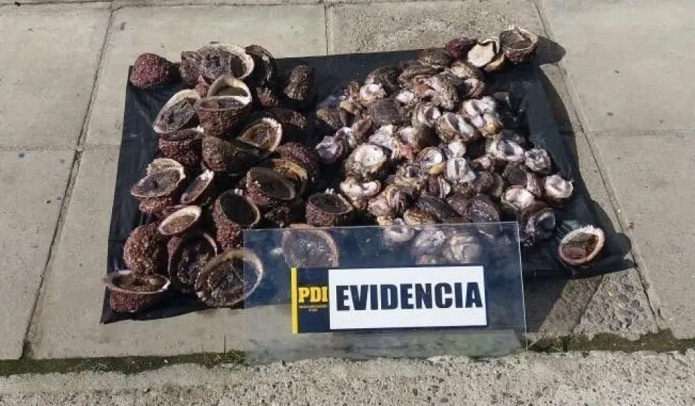 Detienen a mariscadores con más de 100 unidades de locos en veda