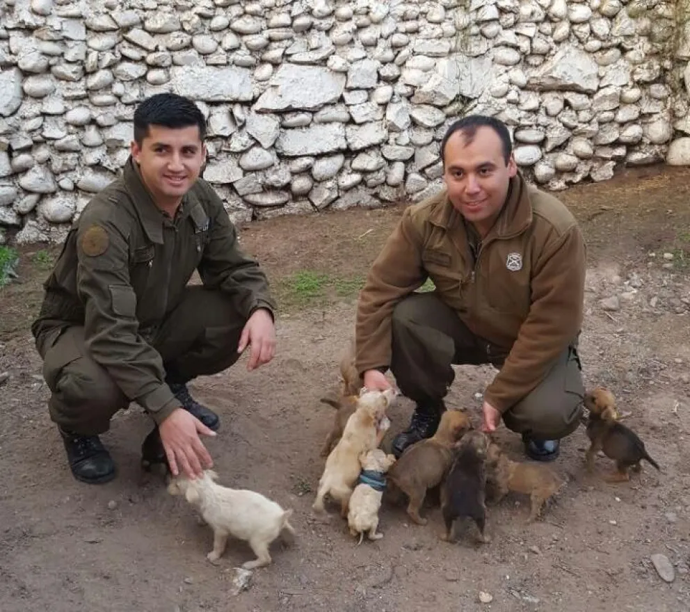 Aplauden a Carabineros: rescatan y regalonean a 11 cachorros