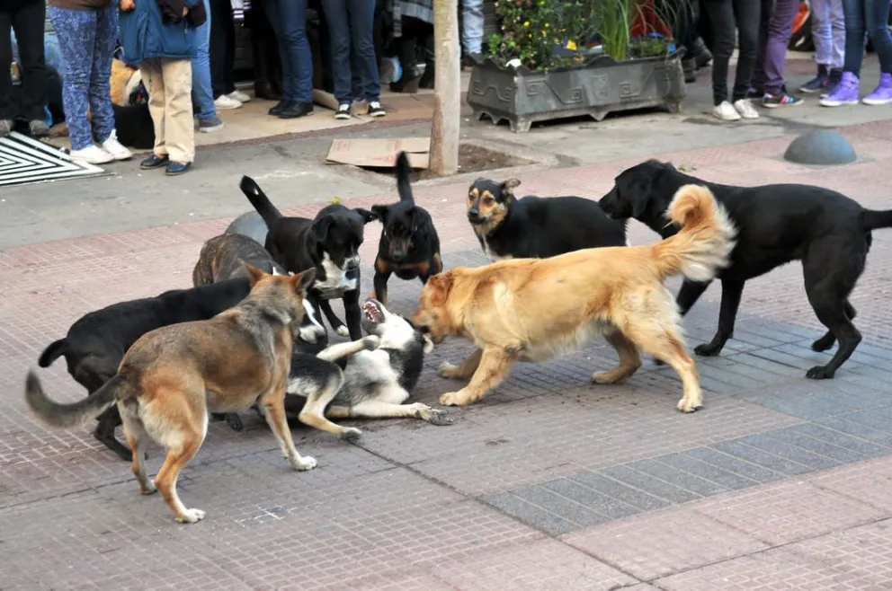 Perros en las calles es principal preocupación de municipios locales