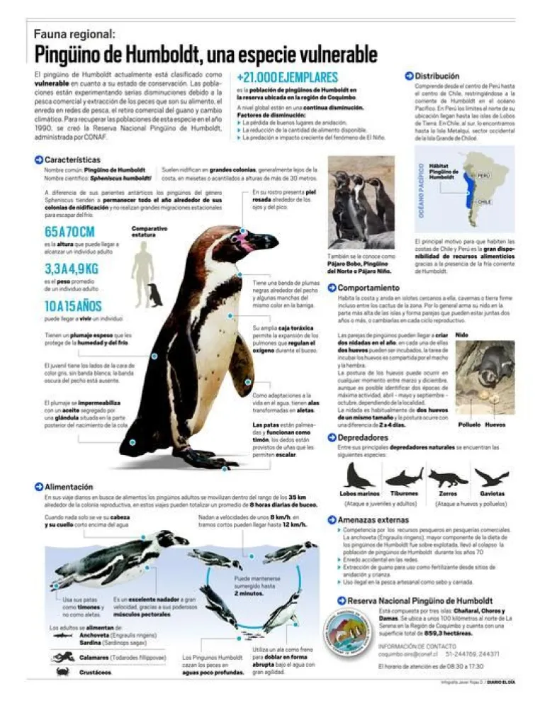 Infografía: Pingüino de Humboldt, una especie vulnerable
