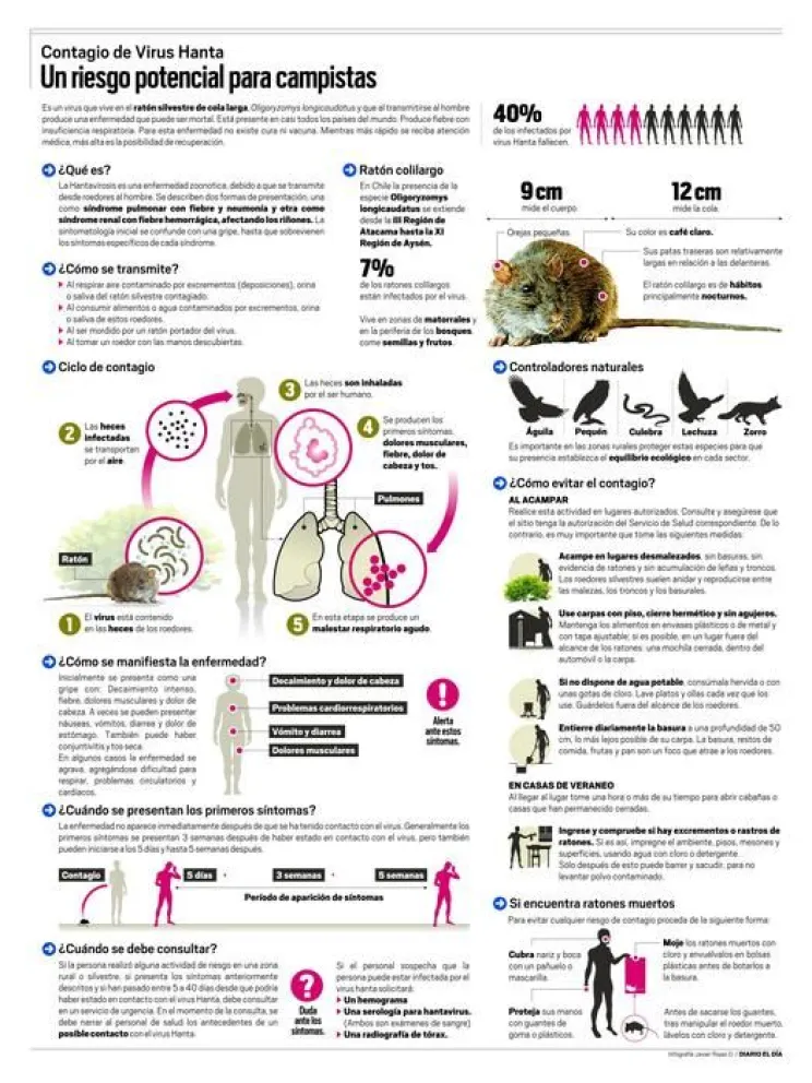 Infografía: Virus Hanta: Un riesgo potencial para campistas