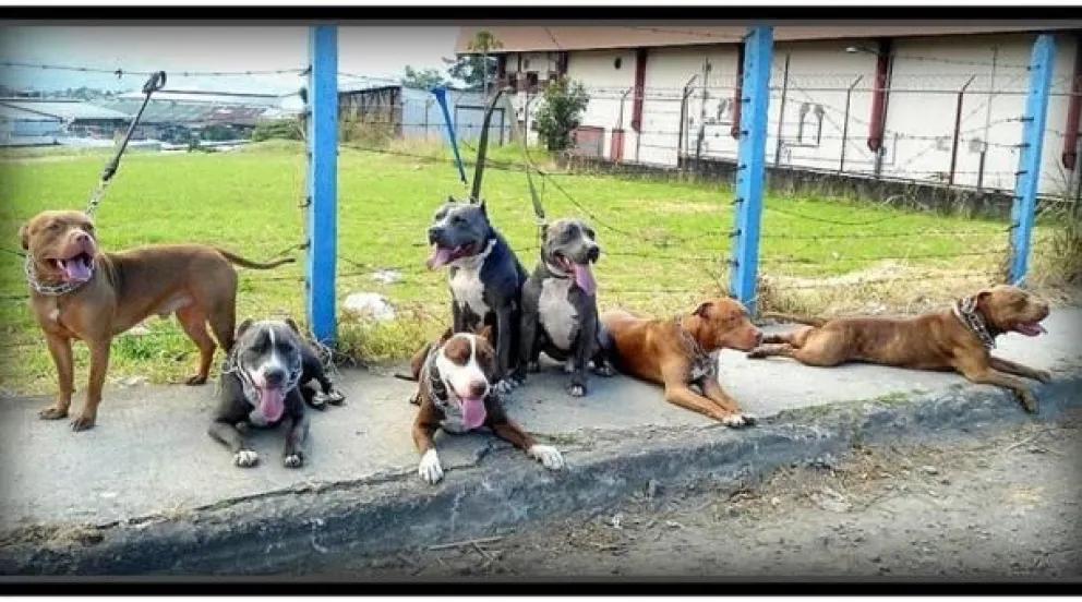 Anciano muere tras ser atacado por cuatro perros pitbull