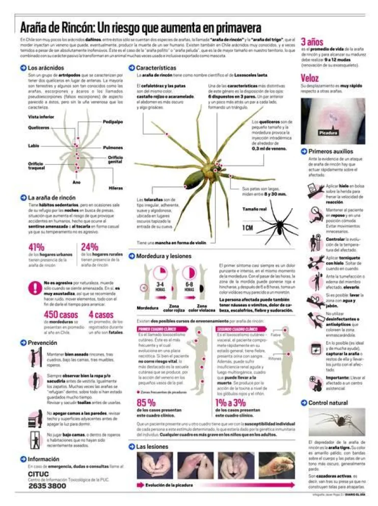 Infografía: Araña de Rincón: Un riesgo que aumenta en primavera