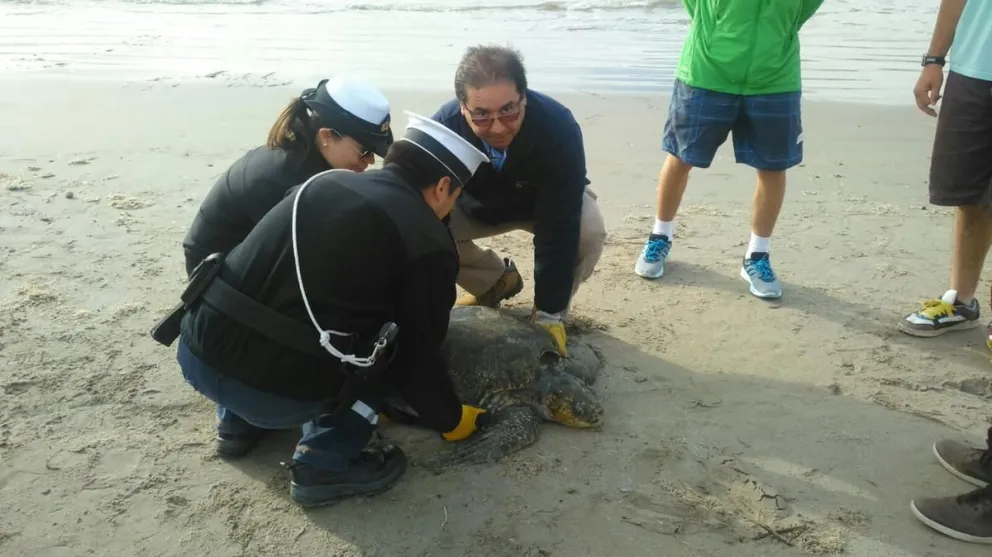 En La Herradura, Coquimbo: Rescatan a tortuga marina varada y en pésimo estado