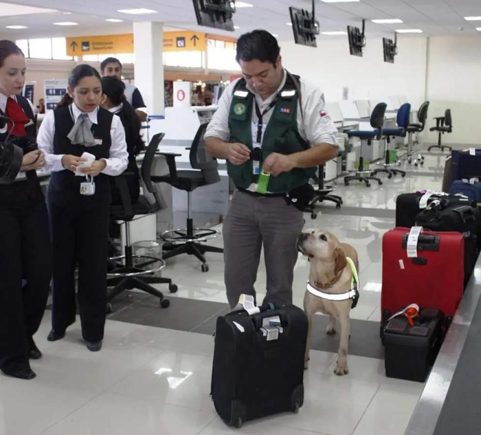 SAG refuerza control en aeropuerto con brigada canina por Copa América