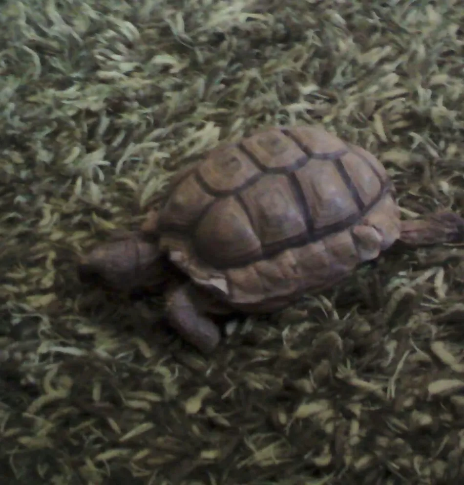 En la imagen la tortuga "Tuga" hoy en manos del SAG regional y que una familia quiere de regreso.