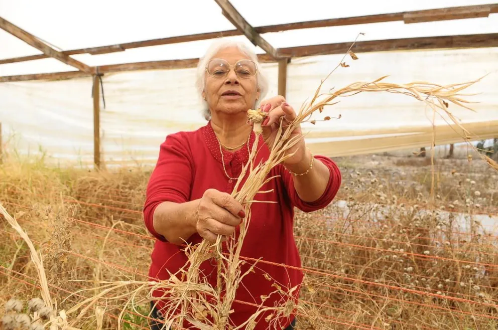Vecinos del sector de Alfalfares nuevamente afectados por la sequía
