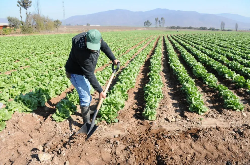 Pequeños agricultores del Limarí piden apoyo para sacar adelante su producción