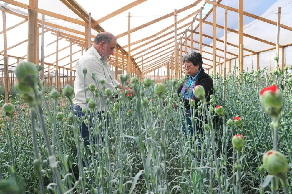 Floricultores alertas ante posibles daños por las heladas en la región de Coquimbo