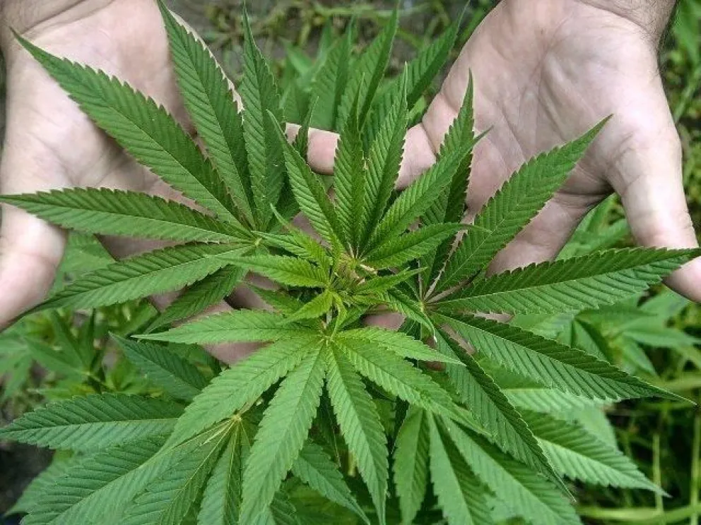 Incautan 12 plantas de marihuana en localidad rural