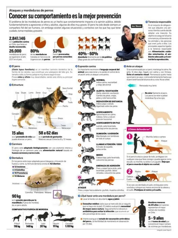 Infografía: Ataques y mordeduras de perros
