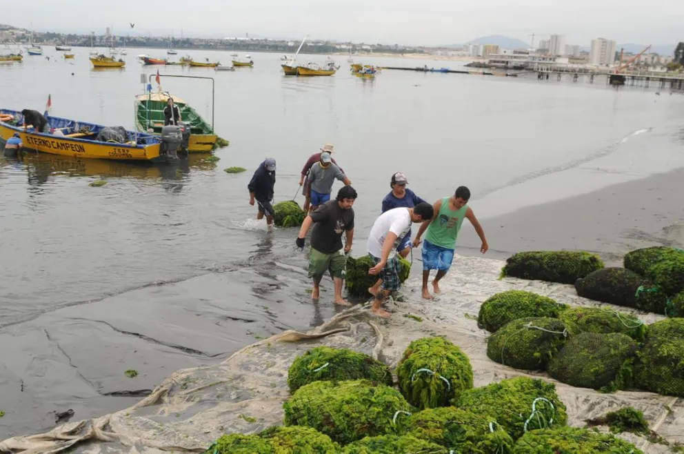 Científicos analizan el uso comercial de las algas en la zona