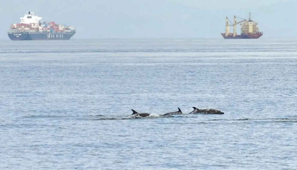 Aumentan hallazgos de delfines muertos en Italia
