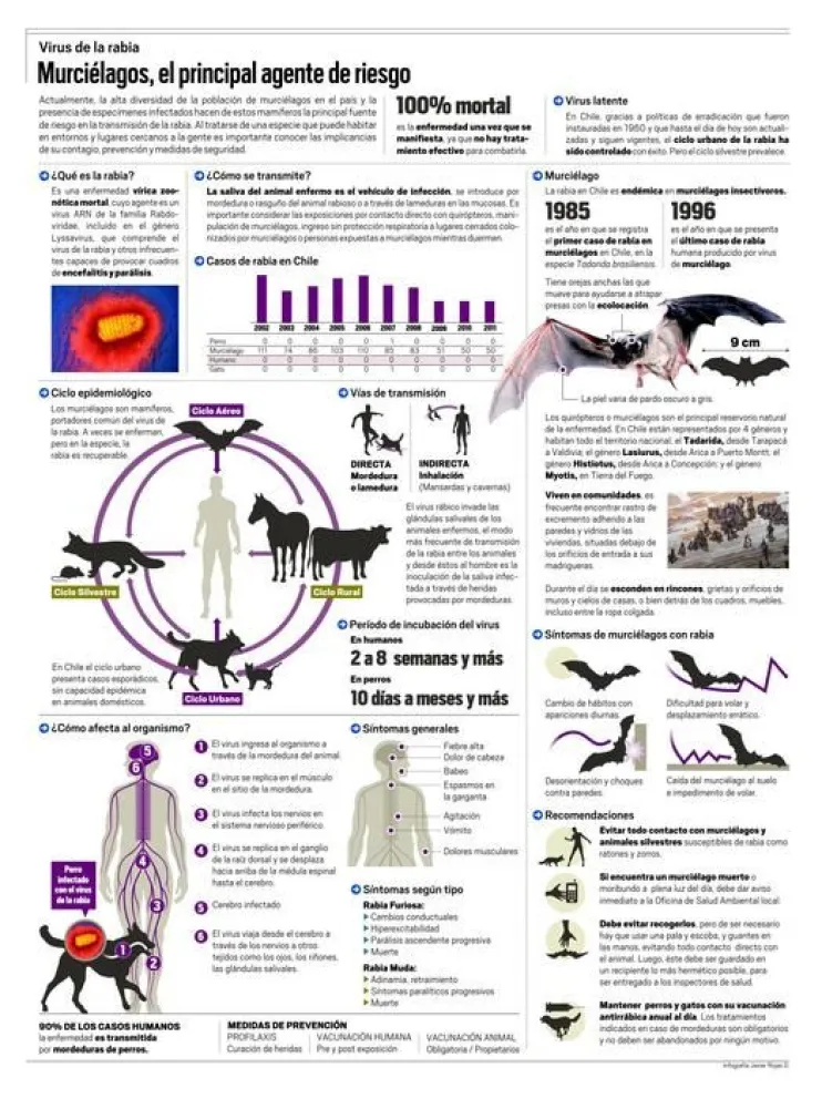 Infografía: Virus de la rabia. Murciélagos, el principal agente de riesgo
