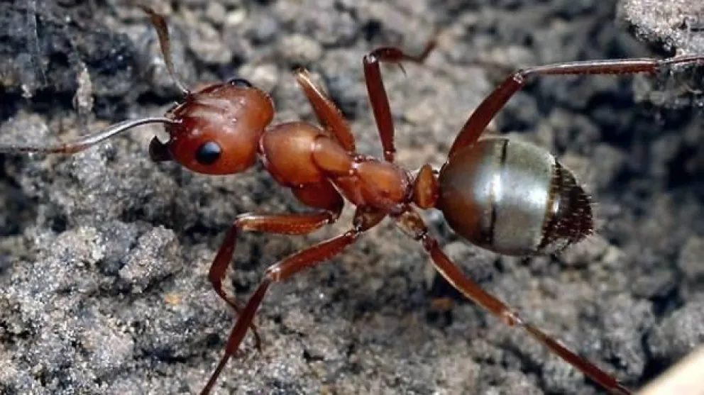 Un tipo de hormiga roja puede ayudar a predecir terremotos