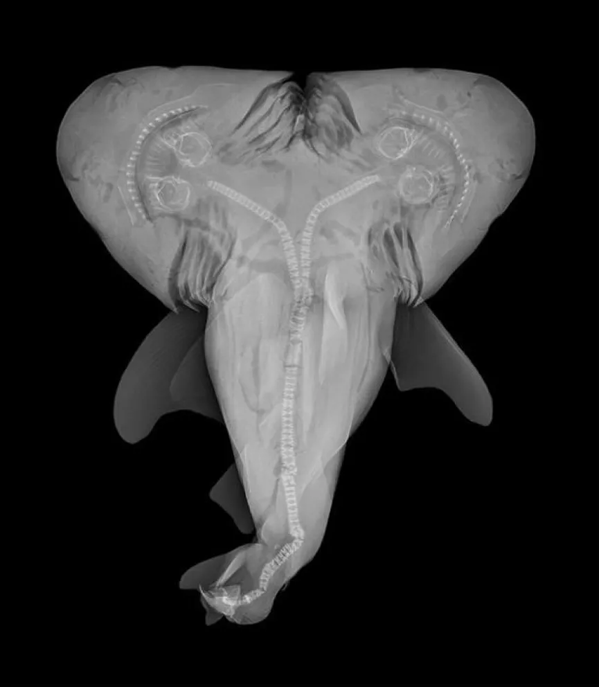 Confirman el hallazgo de un feto vivo de tiburón con dos cabezas en Florida