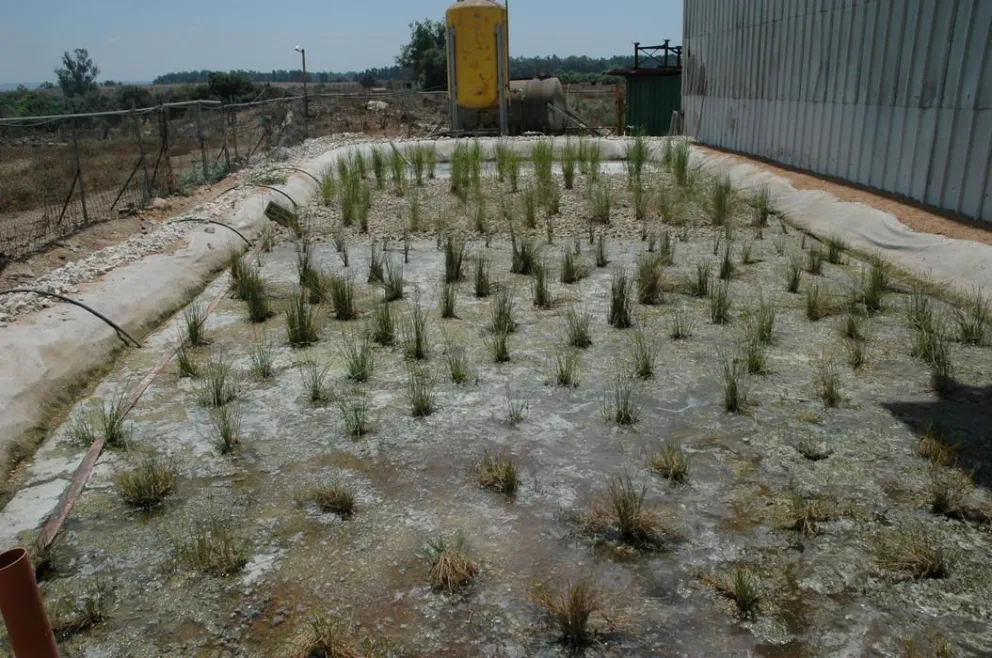 Plantas acuáticas  permiten limpiar  agua contaminada