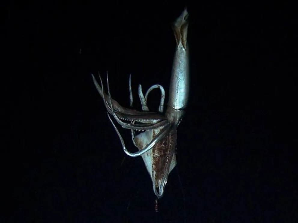 Captan imágenes de calamar gigante en el fondo marino