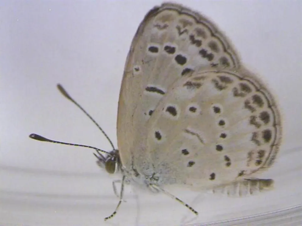 Descubren mutación en mariposas afectadas por radiación de Fukushima