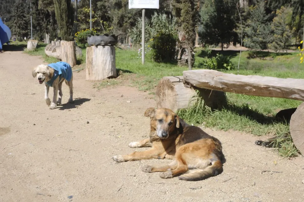 Personal que trabaja en el parque aseguró que los perros que existen en el canil no son agresivos y que al lugar llegan muchos perros que han sido abandonados en diversos lugares de la ciudad