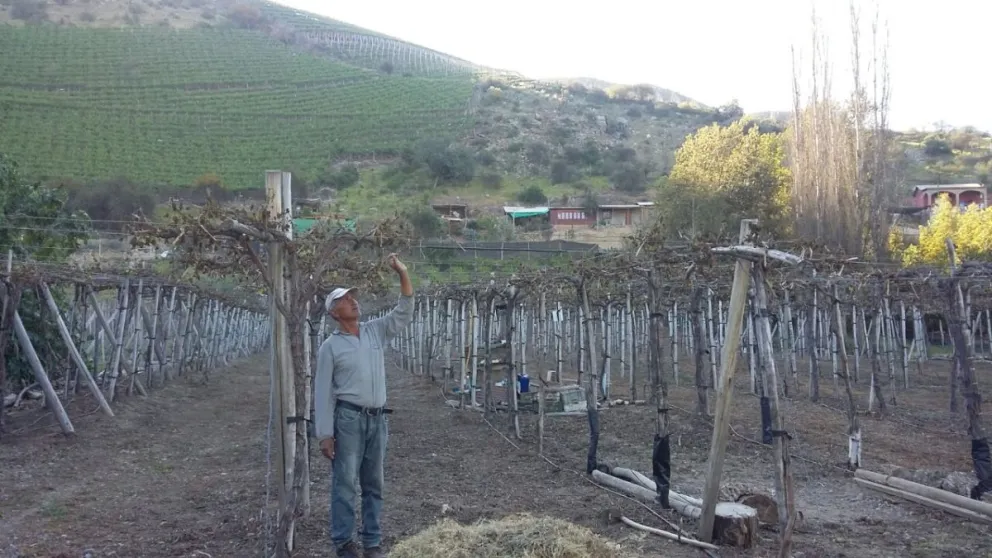 En el sector de Los Morales, en la comuna de Monte Patria, fueron 26 los pequeños productores de uva de mesa que resultaron siniestrados. FOTO CEDIDA