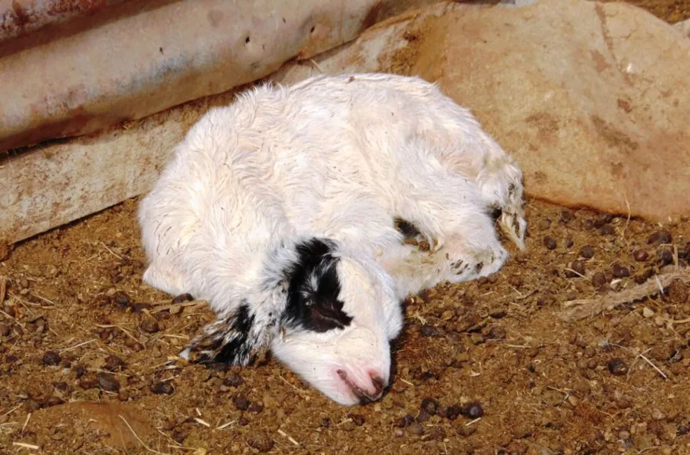 Las imágenes registran el lamentable estado en que se encuentran algunos animales en una de las majadas del sector de Chungungo Viejo.