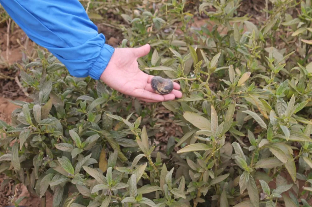 Las bajas temperaturas a principios de septiembre provocaron quemas en pepinos de fruta y en hortalizas tales como porotos, morrones y ajíes. FOTO CEDIDA