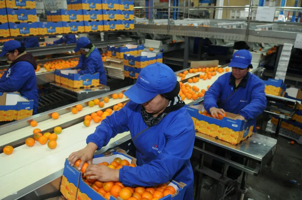 La agricultura sigue siendo la actividad que más está aportando dinamismo a la zona. Durante el último año el sector ha creado 6.250 puestos de trabajo. FOTO LAUTARO CARMONA