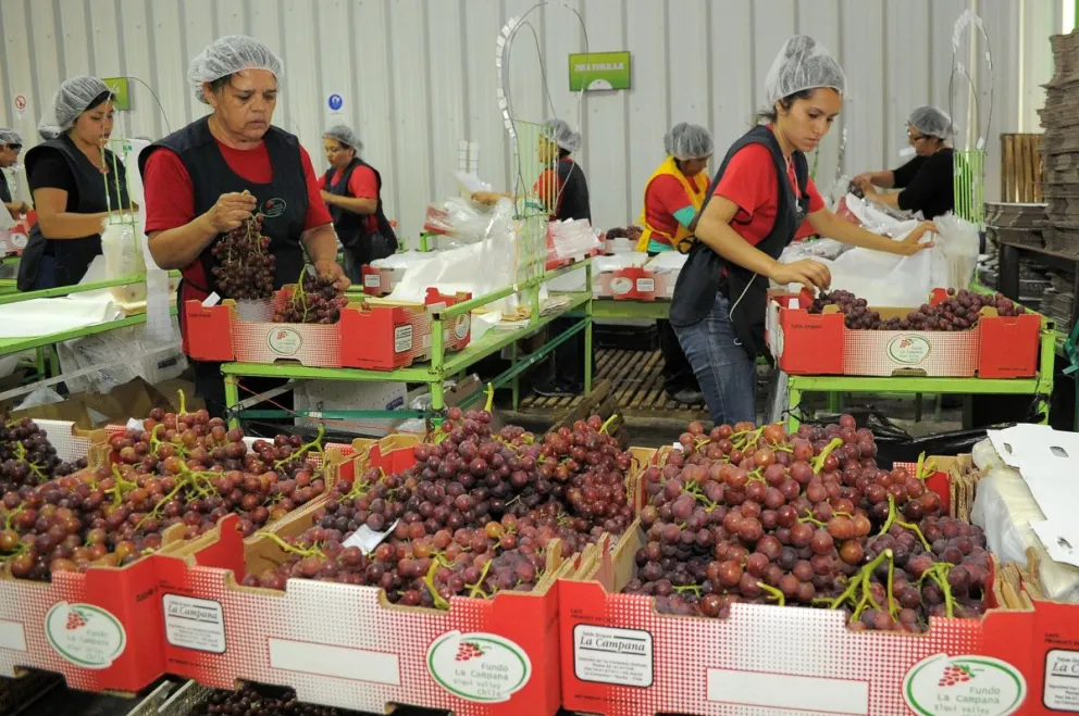 La uva de mesa sigue siendo uno de los principales productos de exportación de la zona. Durante la temporada 2015-2016 los envíos totalizaron 15.362.036 de cajas.
