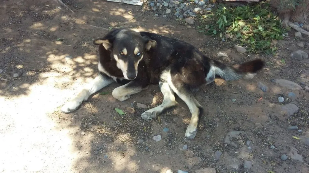 perro que mordió a niño en ovalle