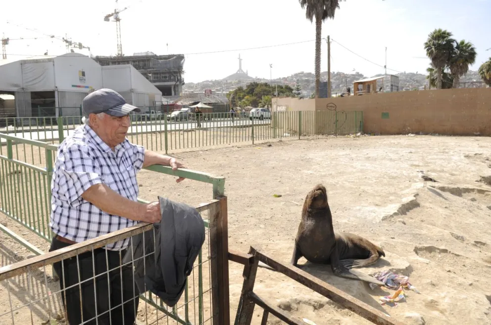 La presencia de los lobos marinos no sólo preocupa a quienes trabajan en la caleta de Coquimbo, sino también a quienes asisten al lugar, ya que son un evidente peligro. Foto Andrea Cantillanes
