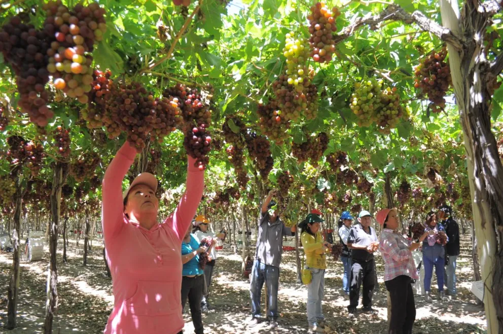 La cosecha de este producto se adelantó por lo menos dos semanas esta temporada debido a las altas temperaturas, lo que fue determinante en el sobre stock que se generó. Foto: Lautaro Carmona