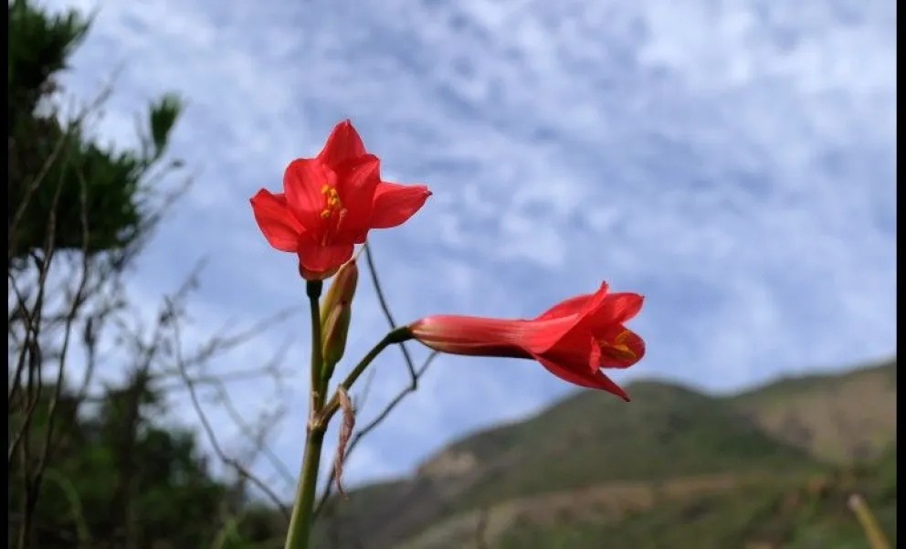 El desierto florido y la fauna cautivan a los visitantes