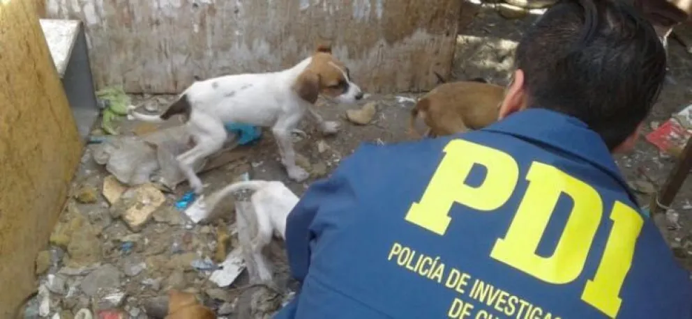 Perros adultos y cachorros de diferentes razas presentaban serios daños como desnutrición y plagas