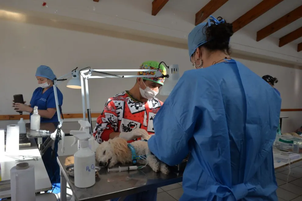 Cerca de 450 perros y gatos ya han sido esterilizados