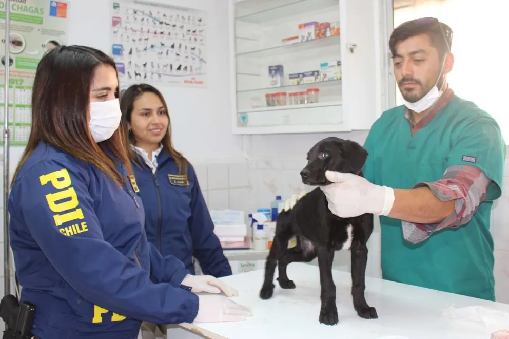 Los perros fueron examinados y desparacitados