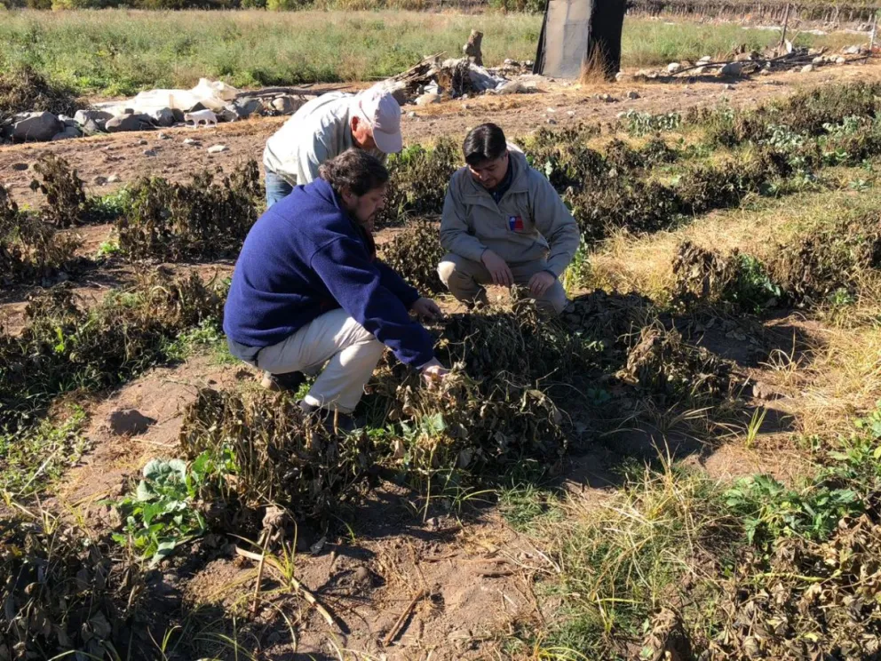 El gobernador de Limarí y el seremi de Agricultura realizaron un recorrido el fin de semana por los territorios afectados, pudiendo constatar los daños.