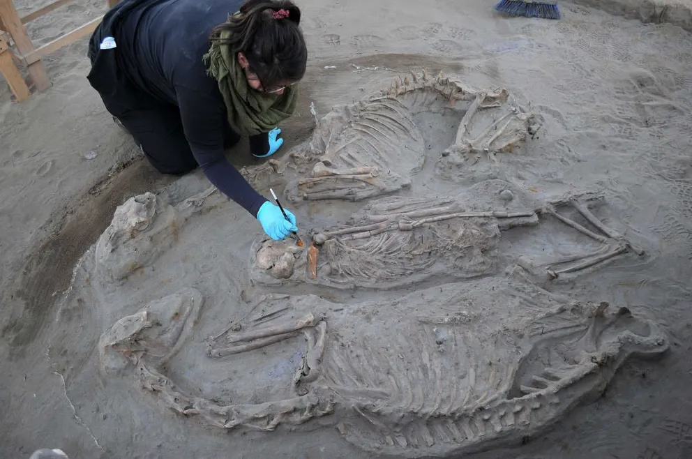 En el sitio arqueológico emplazado al norte de La Serena se pudo encontrar gran cantidad de evidencia de esta cultura que ahora se convierte en un valioso material para investigar sus orígenes.