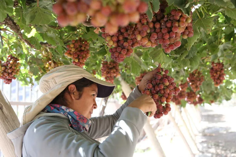 El secretario regional plantea que algunos productores sí pudieron exportar variedad flame, pero que solo ingresó la de mayor calibre y color.