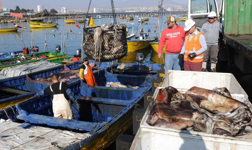 La jibia es la pesca más importante de los pescadores artesanales de Coquimbo, quienes aplauden que a los industriales se les haya prohibido la pesca de arrastre. Dirigente de los industriales indica que hasta ahora los artesanales han capturado solo un 3% de la cuota que les corresponde.