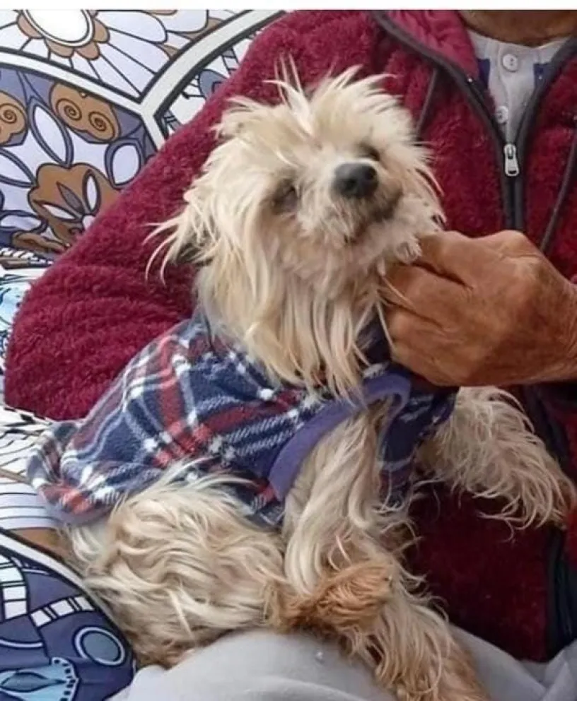 Adulto mayor de La Serena busca a "Betton", perrito lo acompaña hace 15 ...