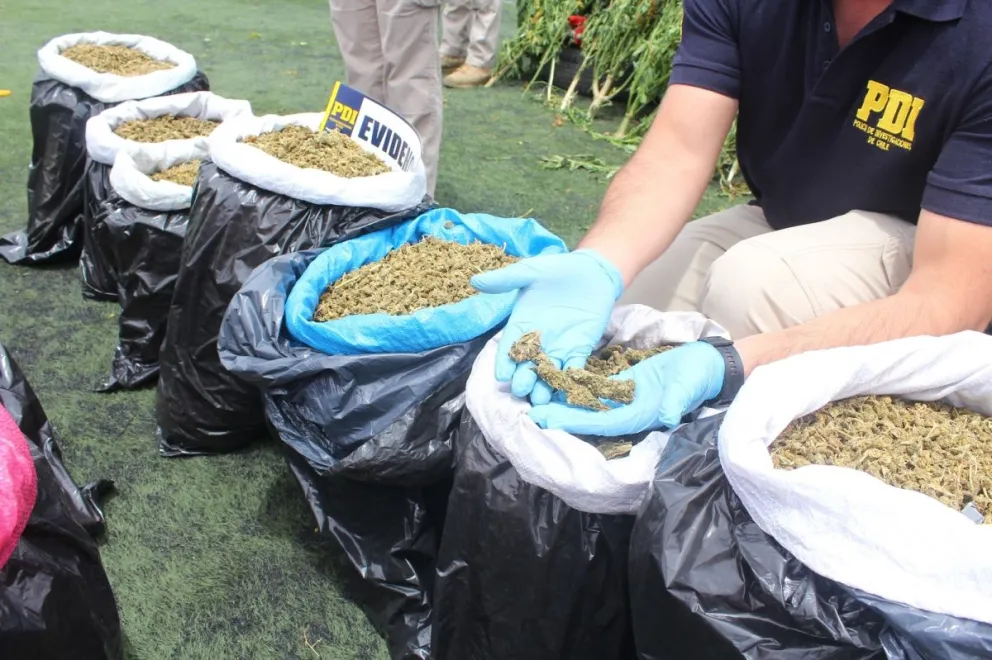 Incautan 137 Kilos De Marihuana Procesada Y Más De 17 Mil Plantas De ...