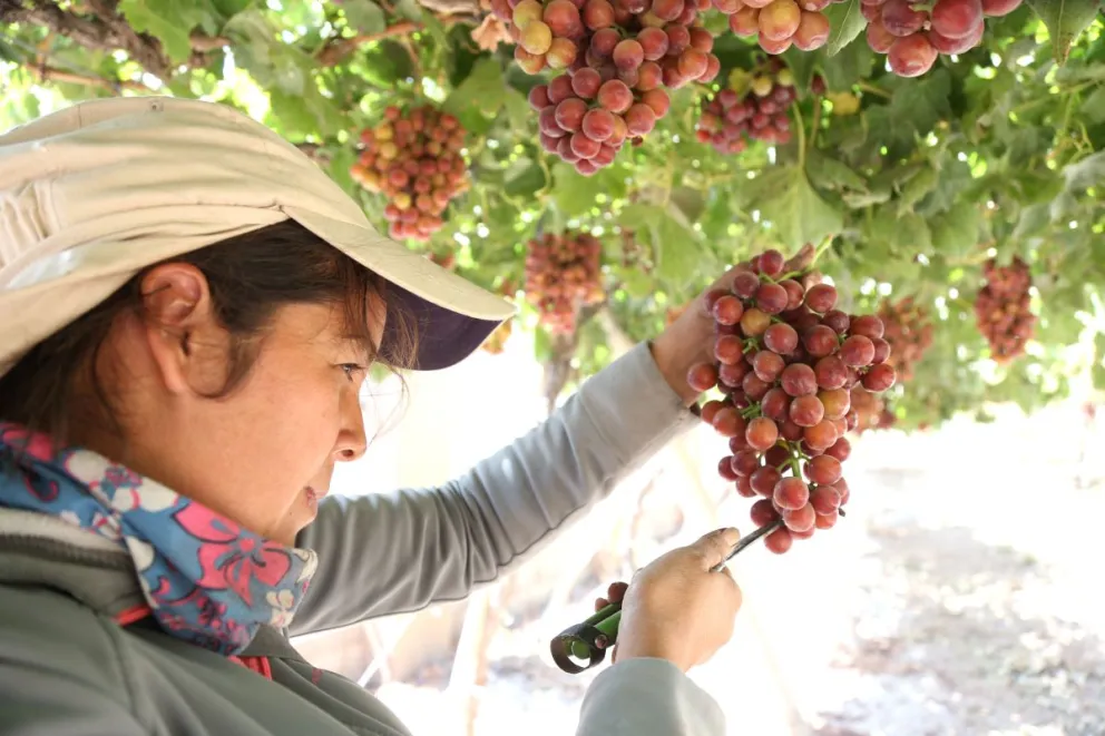 En el sur se ha evidenciado una verdadera crisis respecto a la uva, la que se está comercializando con valores bajos, no superando los $200 pesos el kilo en venta al por mayor. 