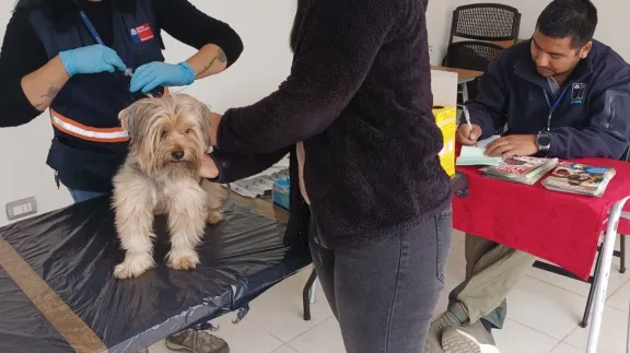 Operativos de control por caso de murciélago con rabia en Coquimbo